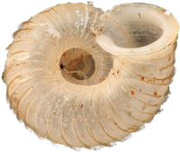 Vallonia costata
RIBBGRÄSSNÄCKA
2.0 × 2.4 mm